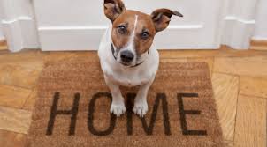Let US Help You Find A New, Dog (or Kitty) Friendly Home!